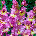 Bulbi de Gladiole "Sunbelt", 5 Bucati