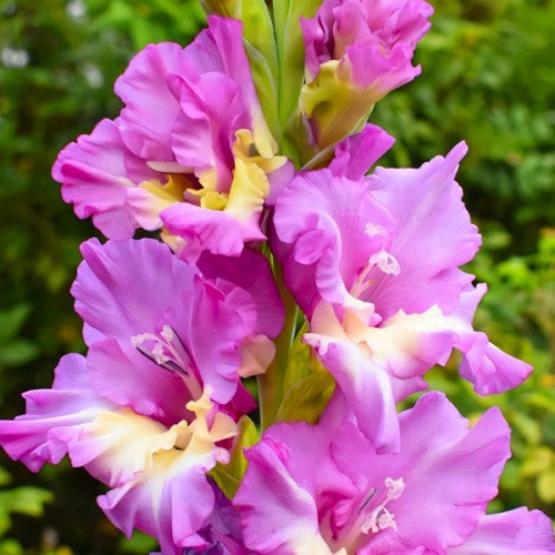 Bulbi de Gladiole "Sunbelt", 5 Bucati