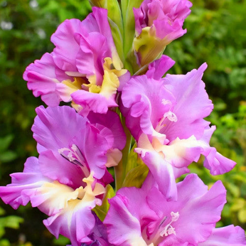 Bulbi de Gladiole "Sunbelt", 5 Bucati