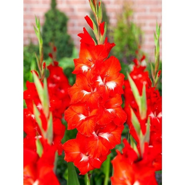Bulbi de Gladiole "Traderhorn", 5 Bucati