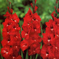 Bulbi de Gladiole "Traderhorn", 5 Bucati