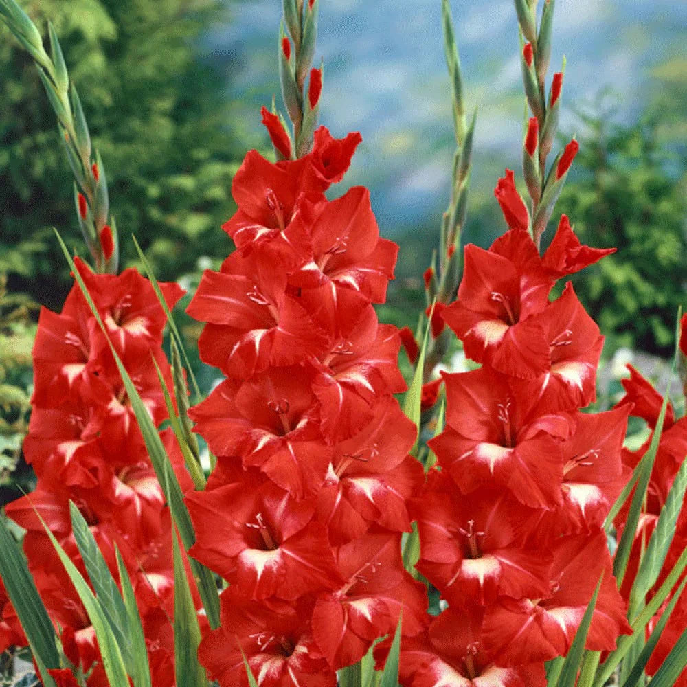 Bulbi de Gladiole "Traderhorn", 5 Bucati