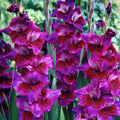 Bulbi de Gladiole "Velvet Eyes", 5 Bucati