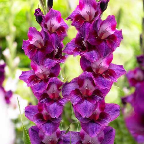 Bulbi de Gladiole "Velvet Eyes", 5 Bucati