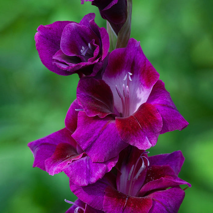 Bulbi de Gladiole "Velvet Eyes", 5 Bucati