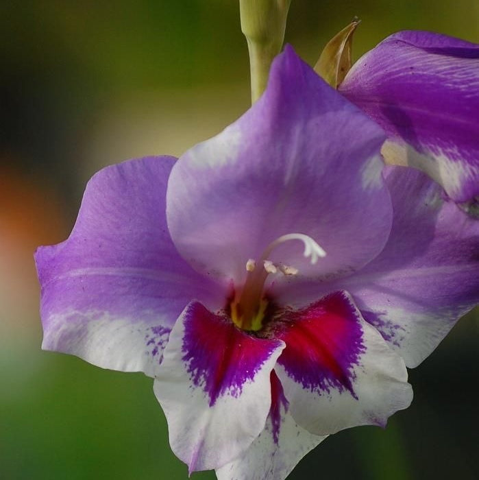 Bulbi de Gladiole "Vista", 5 Bucati