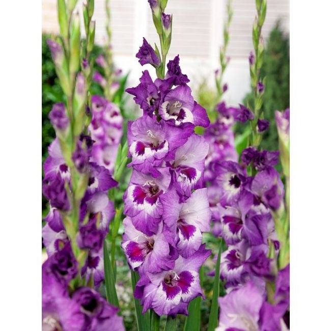 Bulbi de Gladiole "Vista", 5 Bucati