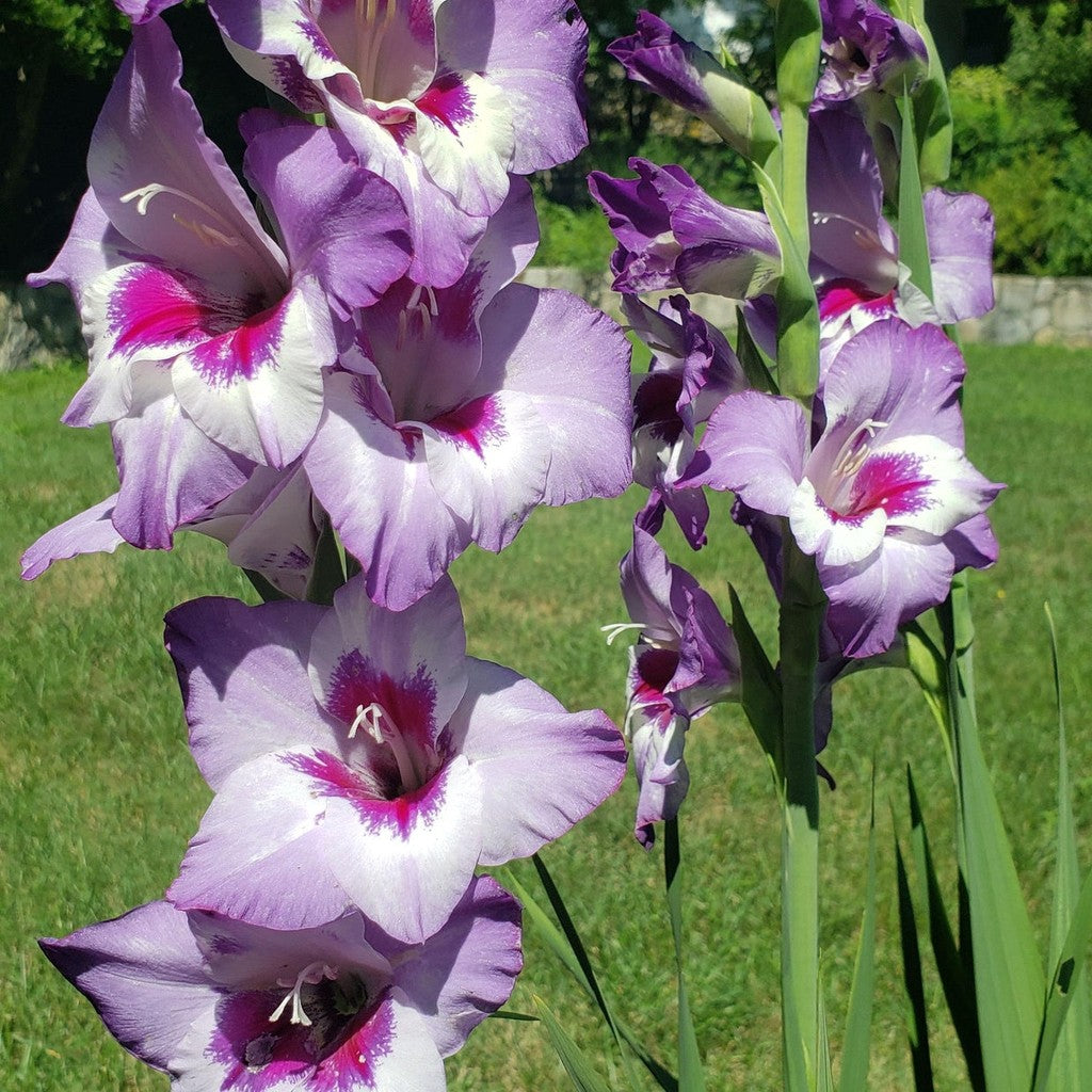 Bulbi de Gladiole "Vista", 5 Bucati