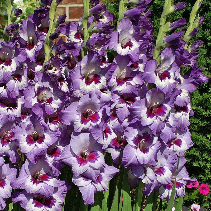 Bulbi de Gladiole "Vista", 5 Bucati
