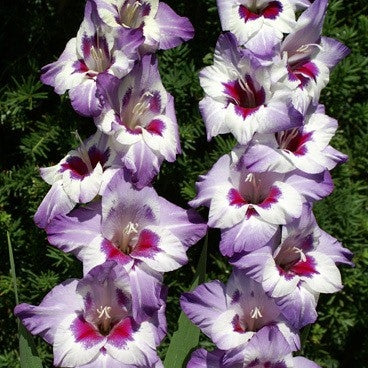 Bulbi de Gladiole "Vista", 5 Bucati
