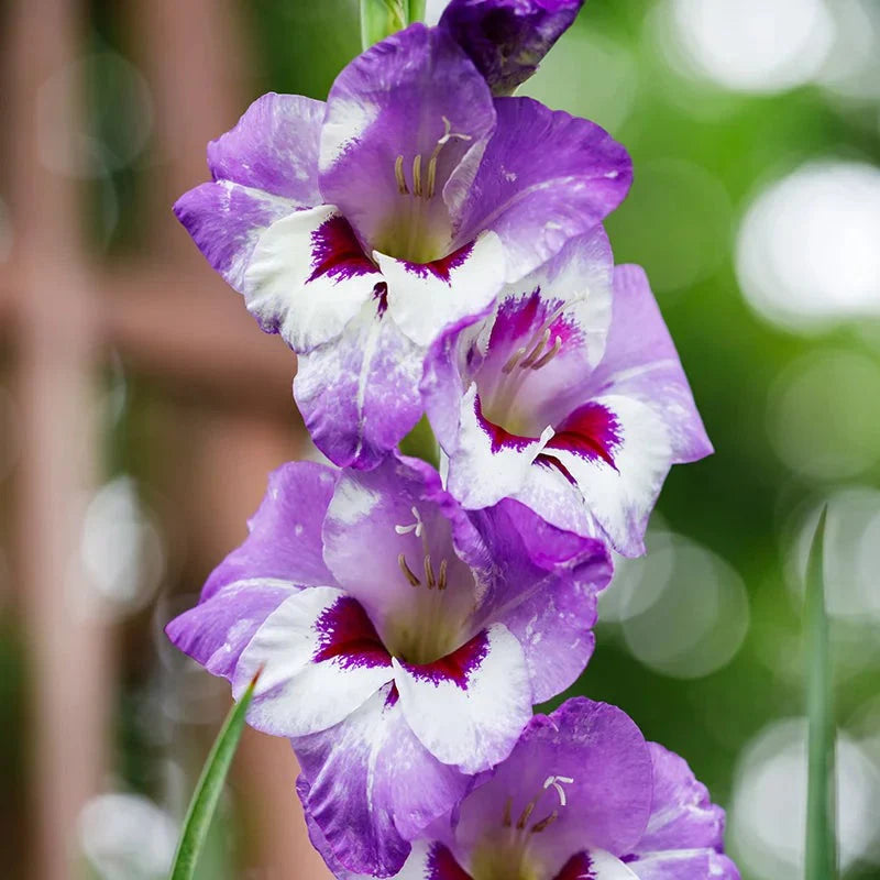 Bulbi de Gladiole "Vista", 5 Bucati