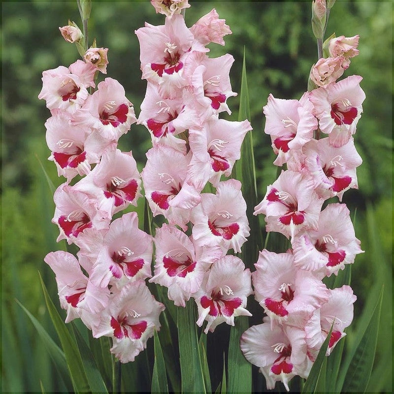 Bulbi de Gladiole "Wine and Roses", 5 Bucati