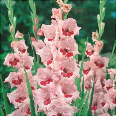 Bulbi de Gladiole "Wine and Roses", 5 Bucati