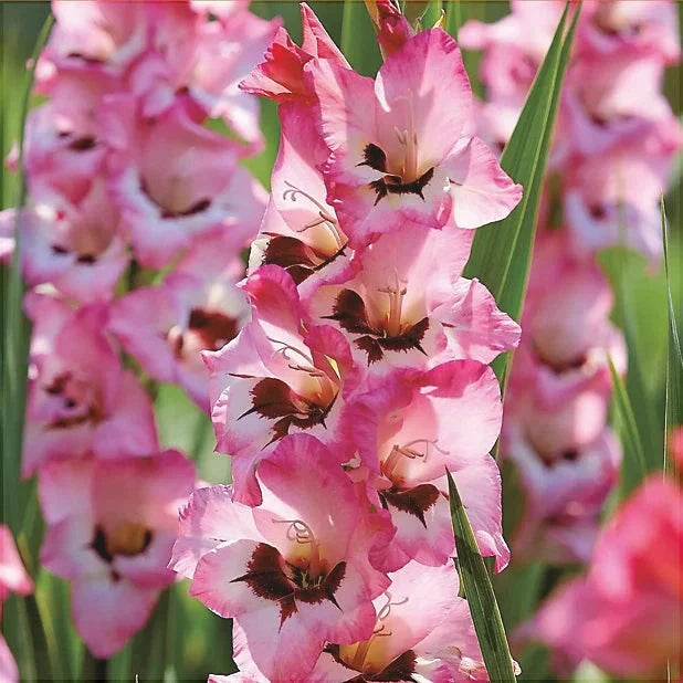 Bulbi de Gladiole "Wine and Roses", 5 Bucati