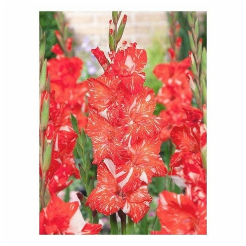 Bulbi de Gladiole "Zizanie", 5 Bucati