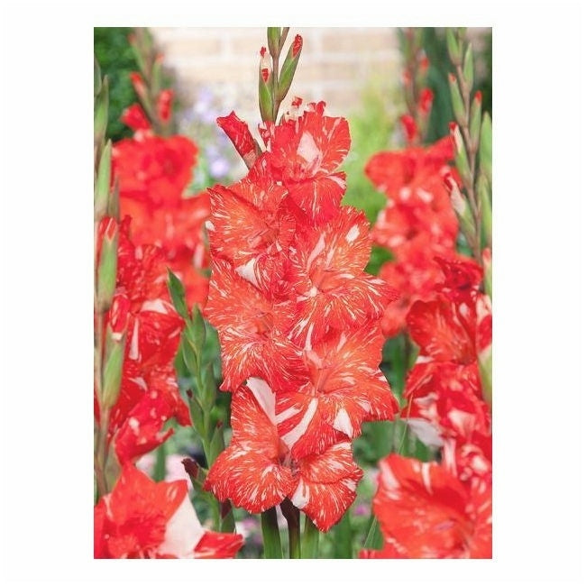 Bulbi de Gladiole "Zizanie", 5 Bucati