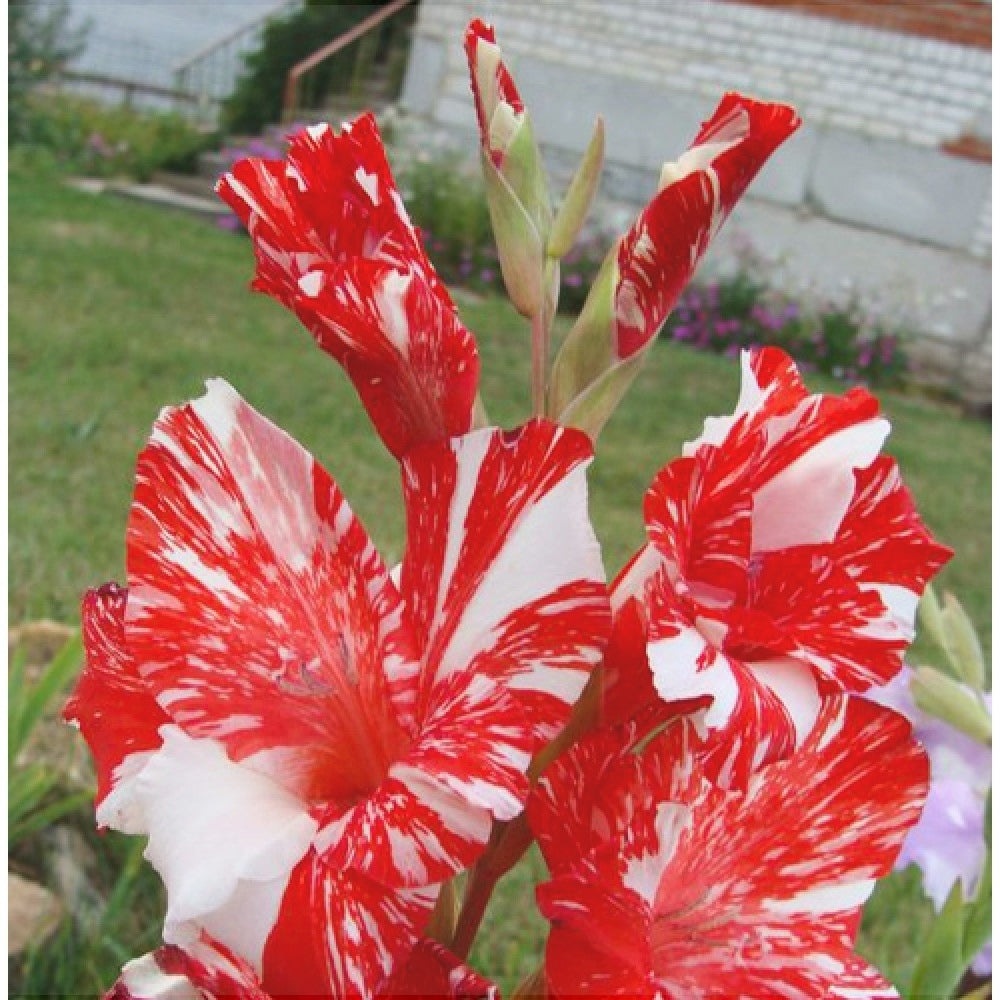 Bulbi de Gladiole "Zizanie", 5 Bucati