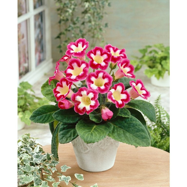 Bulbi de Gloxinia "Blanche de Méru", 1 Bucata