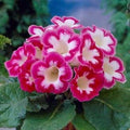Bulbi de Gloxinia "Blanche de Méru"
