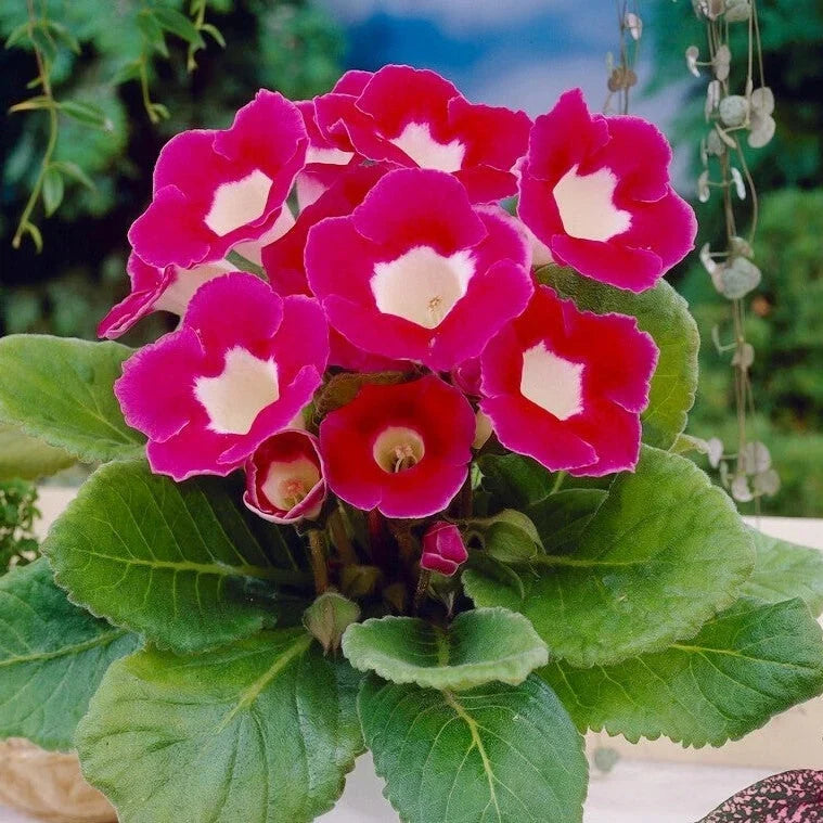 Bulbi de Gloxinia "Blanche de Méru"