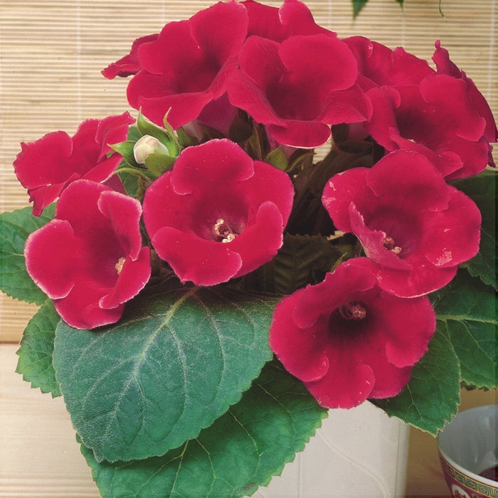 Bulbi de Gloxinia "Etoile de Feu", 1 Bucata