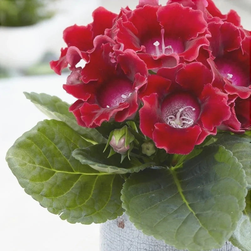 Bulbi de Gloxinia "Etoile de Feu"