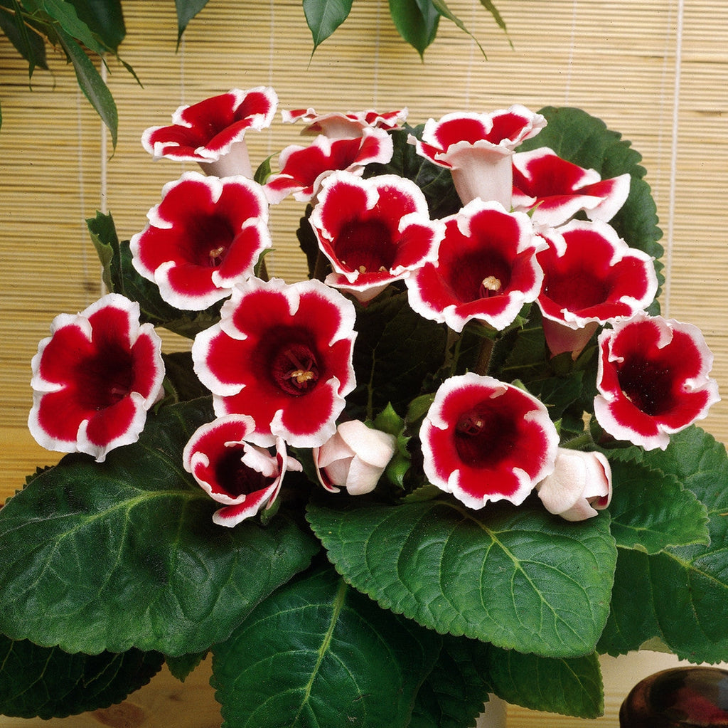 Bulbi de Gloxinia "Kaiser Friedrich", 1 Bucata