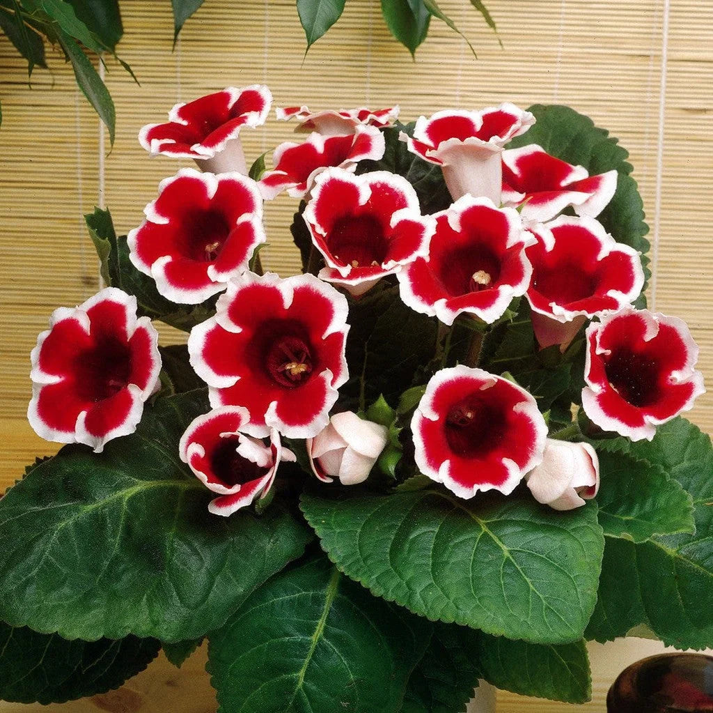 Bulbi de Gloxinia "Kaiser Friedrich"