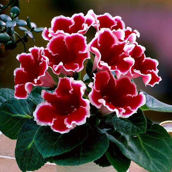 Bulbi de Gloxinia "Kaiser Friedrich", 1 Bucata