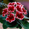 Bulbi de Gloxinia "Kaiser Friedrich"