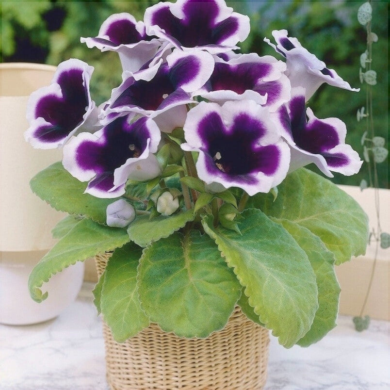 Bulbi de Gloxinia "Kaiser Wilhelm", 1 Bucata