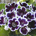 Bulbi de Gloxinia "Kaiser Wilhelm"
