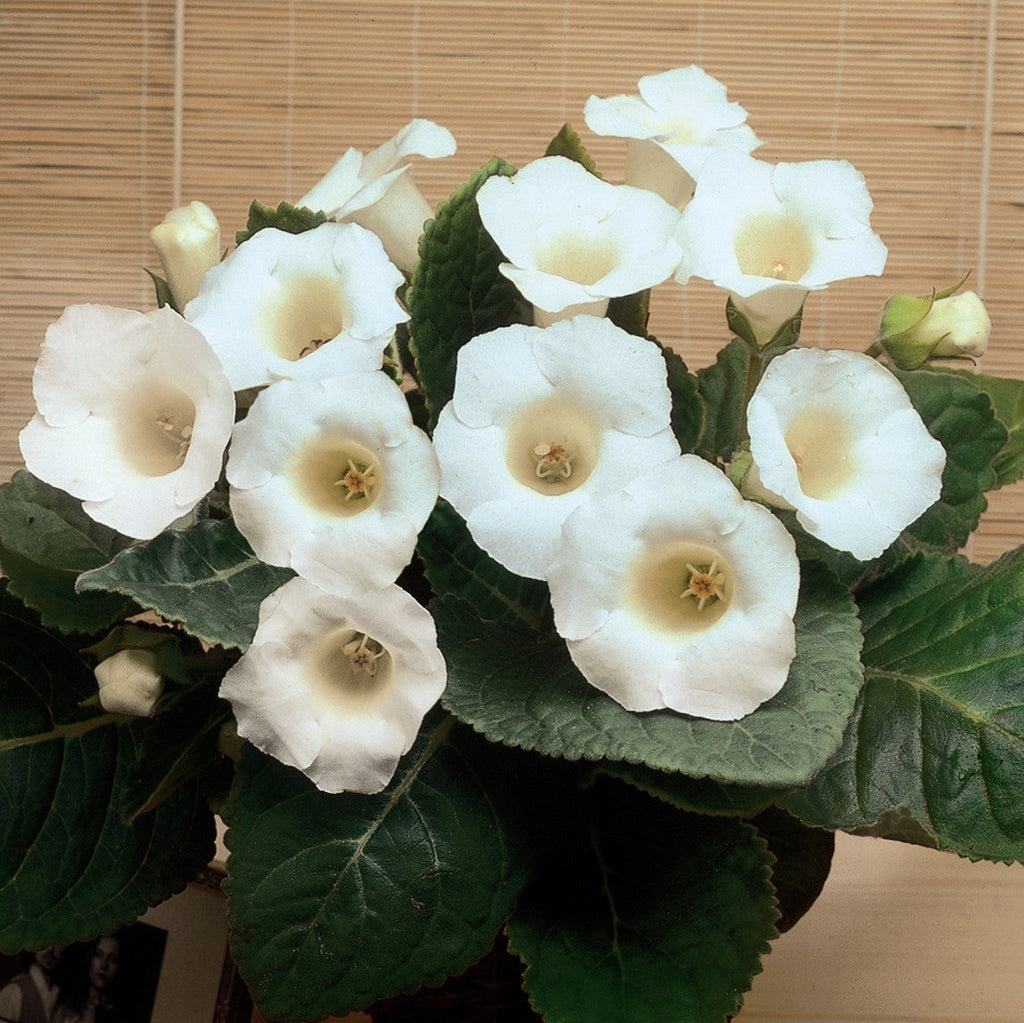 Bulbi de Gloxinia "Mont Blanc", 1 Bucata