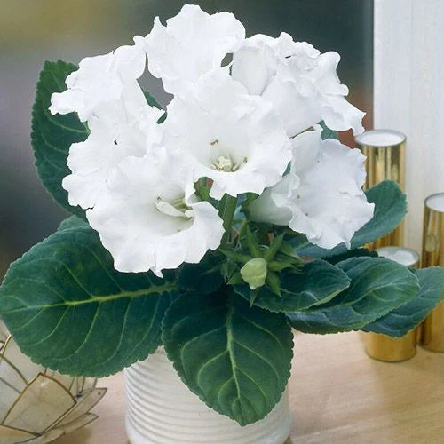 Bulbi de Gloxinia "Mont Blanc"