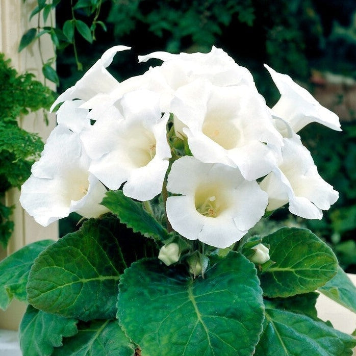 Bulbi de Gloxinia "Mont Blanc", 1 Bucata