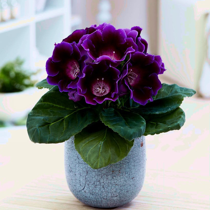 Bulbi de Gloxinia "Prins Albert", 1 Bucata
