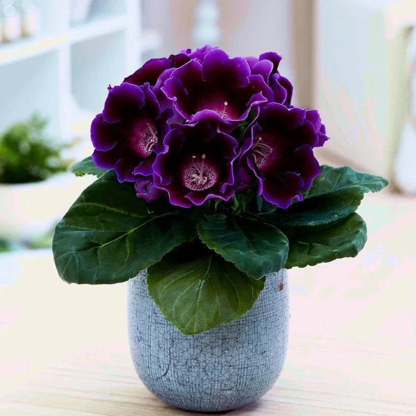 Bulbi de Gloxinia "Prins Albert"