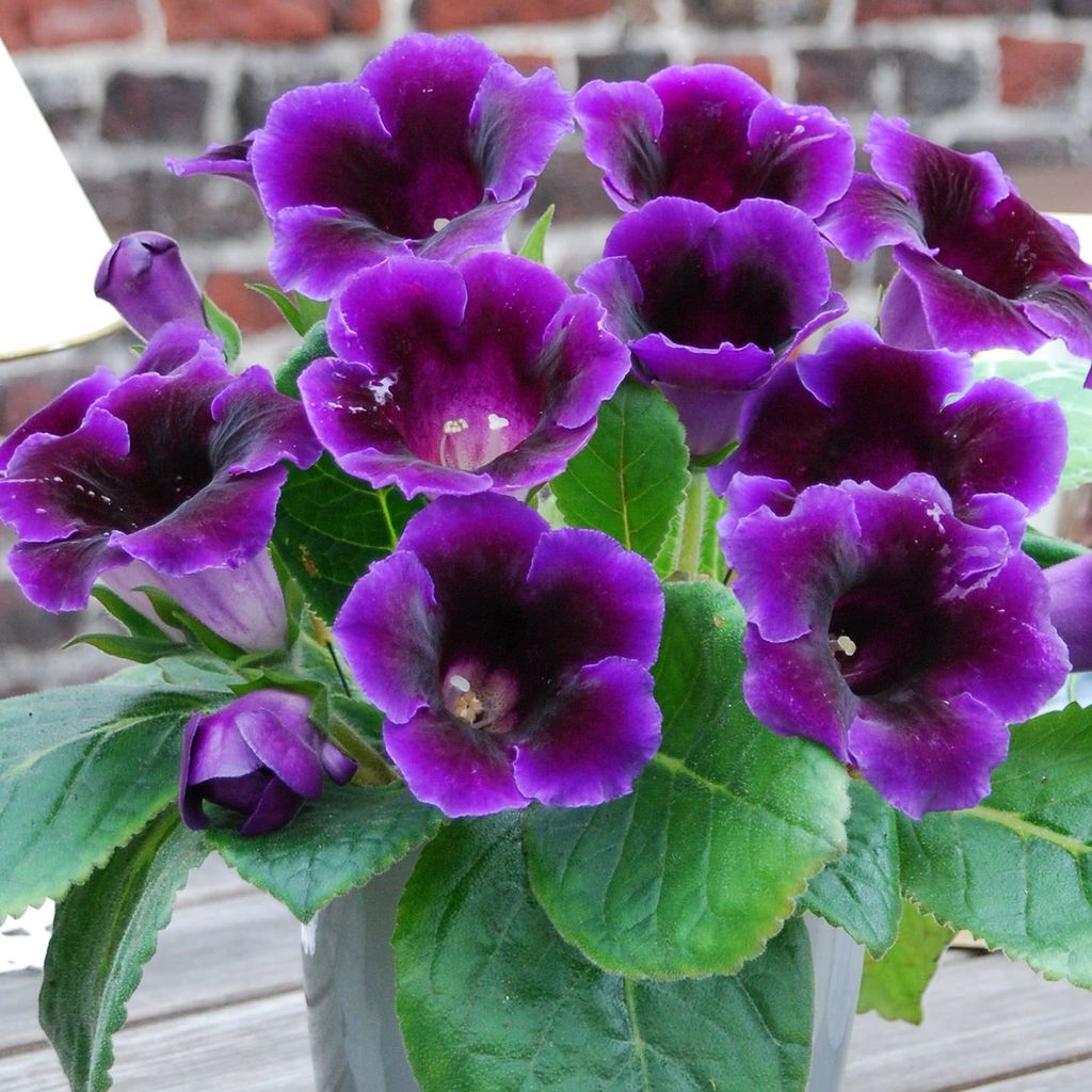 Bulbi de Gloxinia "Prins Albert", 1 Bucata
