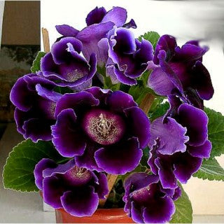 Bulbi de Gloxinia "Prins Albert", 1 Bucata