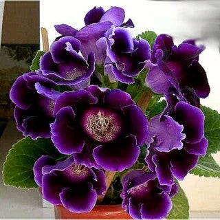 Bulbi de Gloxinia "Prins Albert"