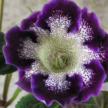 Bulbi de Gloxinia "Tigrina Blue", 1 Bucata