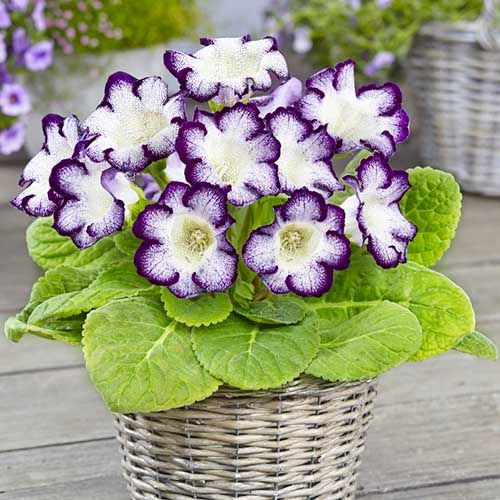 Bulbi de Gloxinia "Tigrina Blue", 1 Bucata