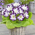Bulbi de Gloxinia "Tigrina Blue"
