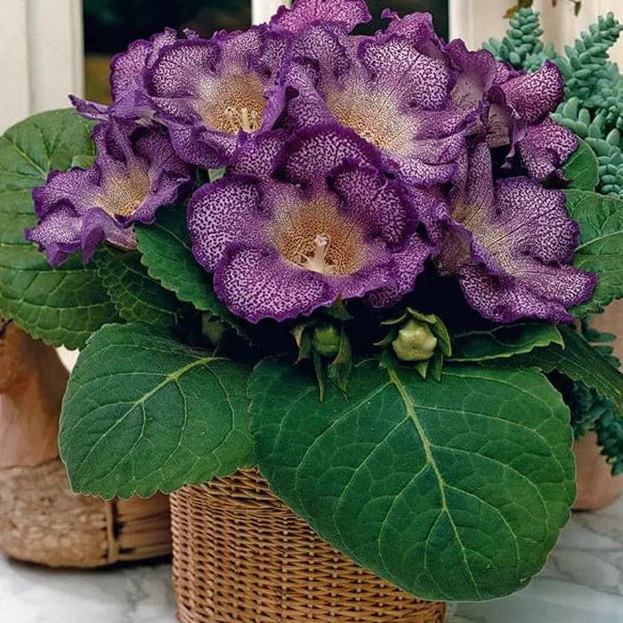 Bulbi de Gloxinia "Tigrina Blue", 1 Bucata