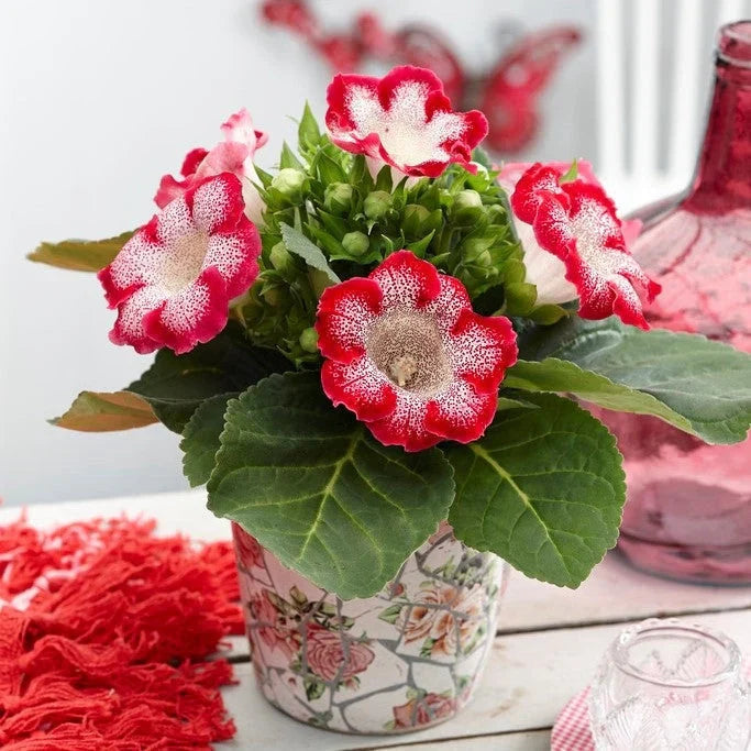 Bulbi de Gloxinia "Tigrina Rosu"