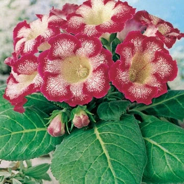 Bulbi de Gloxinia "Tigrina Rosu"