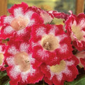 Bulbi de Gloxinia "Tigrina Rosu"