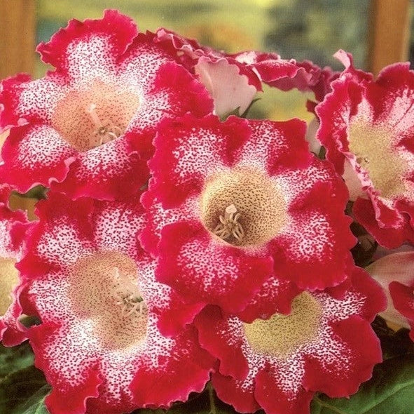 Bulbi de Gloxinia "Tigrina Rosu", 1 Bucata