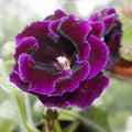 Bulbi de Gloxinia "Violacea Deep Velvet Blue"