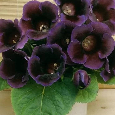 Bulbi de Gloxinia "Violacea Deep Velvet Blue", 1 Bucata